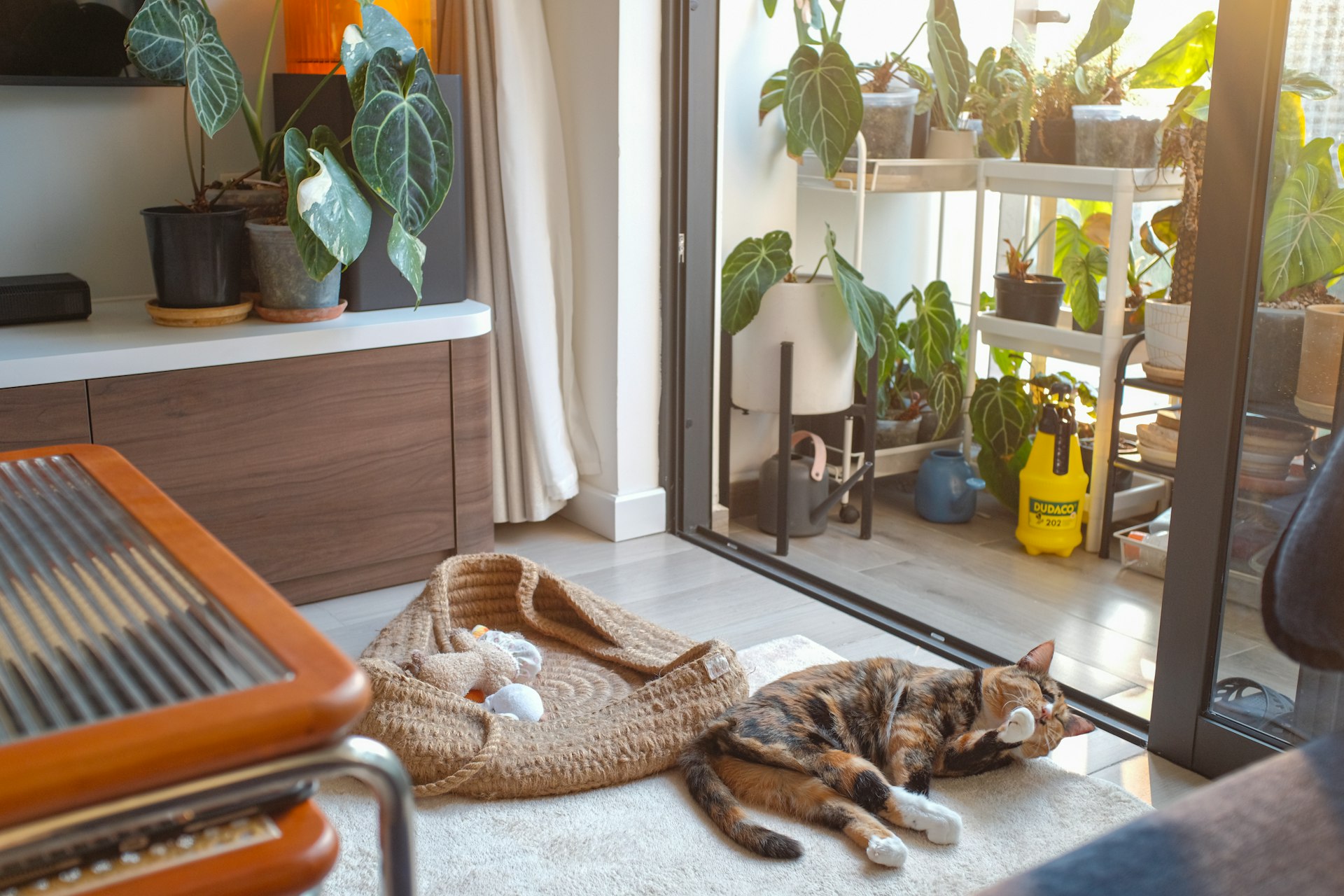 Why Pet-Friendly Rental Properties Are Shaping the Future of Real Estate